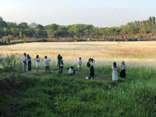 Bãi cỏ bông lau Làng Đại học. Cỏ bông lau Làng Đại học