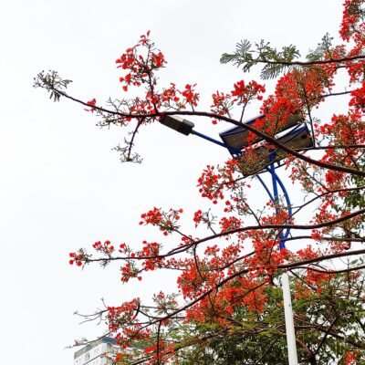 Cây phượng nở hoa đón hè ở ký túc xá.